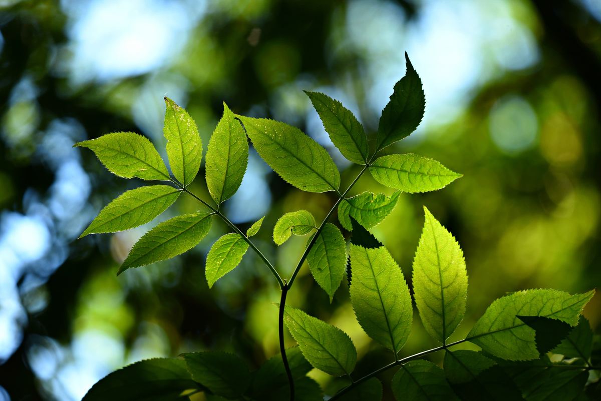 Sunlit leaves in a Jharkhand forest