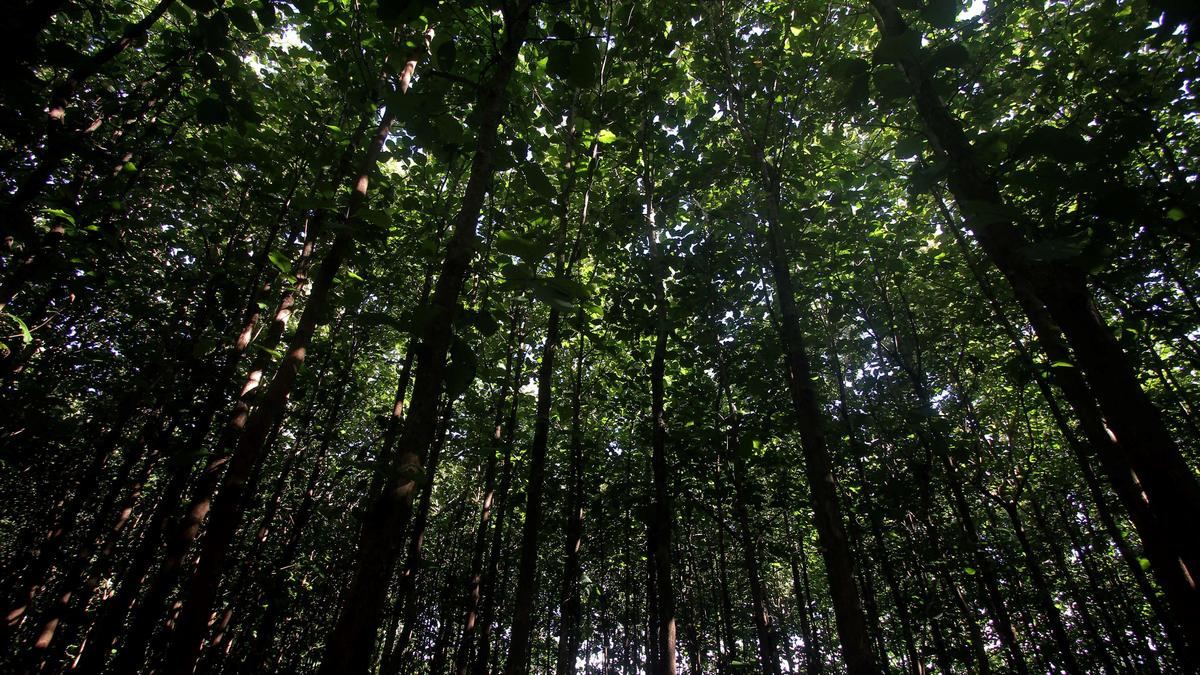Sunlight streaming through tall forest trees