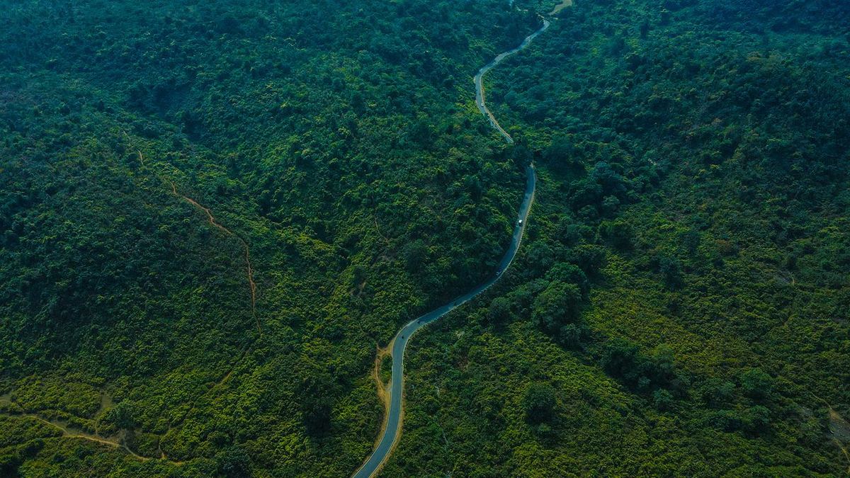 Dense forest canopy across Jharkhand hills